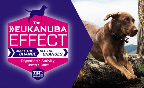 the-eukanuba-effect