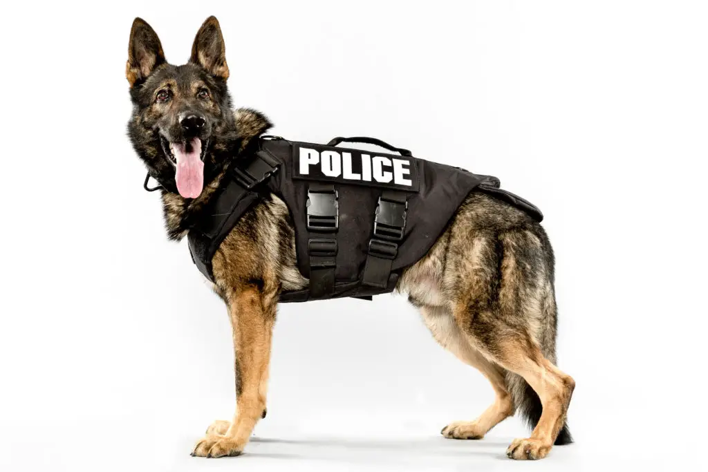 top-10-best-police-dog-breeds-best-large-breed-puppy-food