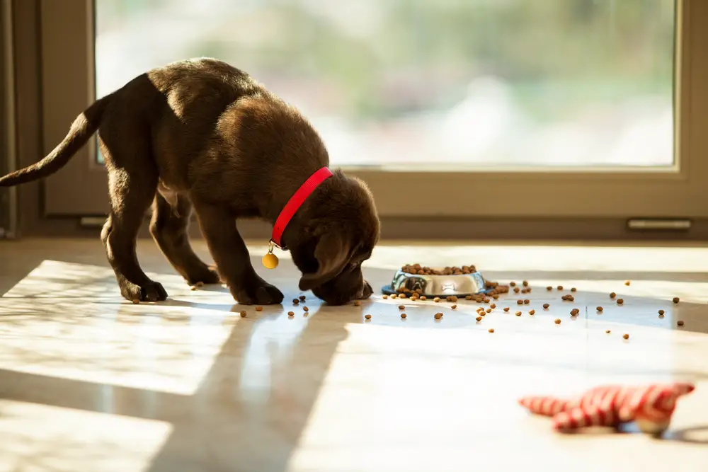 control-your-dog-s-eating-give-them-a-slow-feed-dog-bowl-best-large