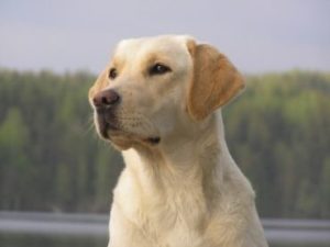 Yellow Labrador Retriever