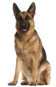 Source:http://images.listland.com/wp-content/uploads/2014/08/Moti-the-Hero-German-Shepherd.jpg