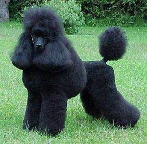 black poodle