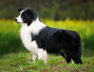 border collie