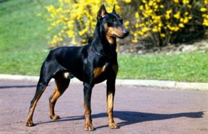 doberman pinscher