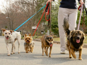 person walking dogs