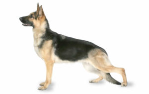 german shepherd