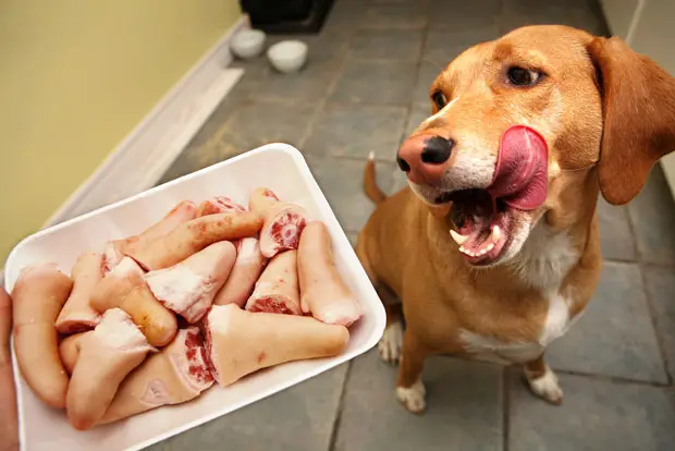 why do dogs like eating human food