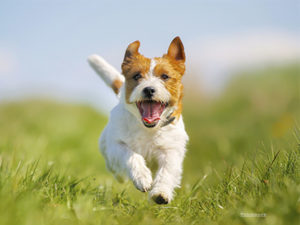 healthy dog running