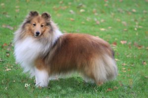 shetland sheepdog