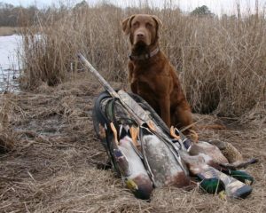 retriever hunting