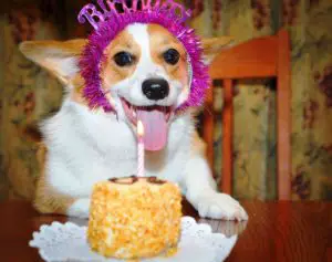 Birthday-Cakes-For-Your-Dog