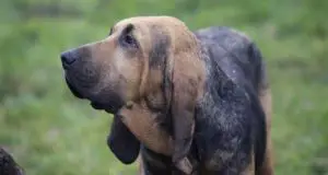 hound dog hunting