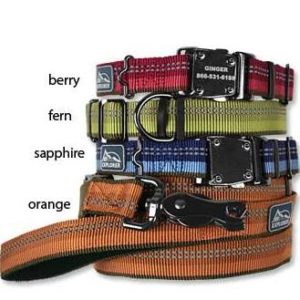 cute dog collars- adventurous