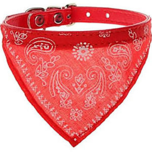 cute dog collars- athletic