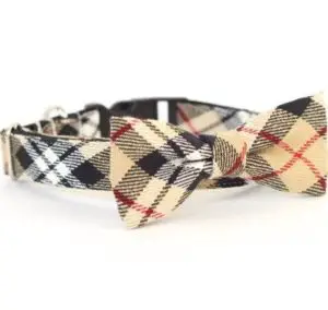 cute dog collars- hipster