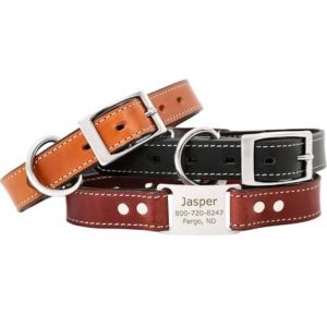 cute dog collars- traditional