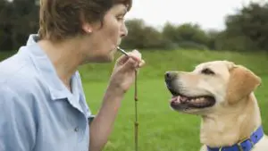 dog owner blowing whistle