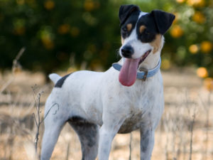 fox terrier