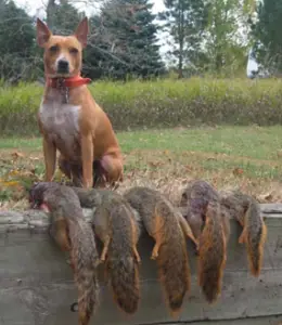 feist hunting dog