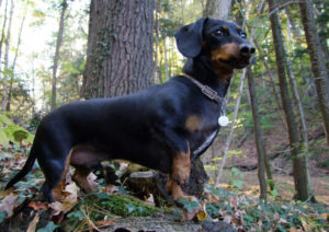 dachshund hunting