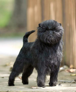 affenpinscher