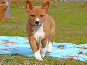 basenji