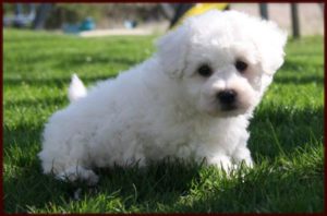 bichon-frise