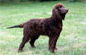 irish-water-spaniel