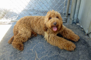 labradoodle