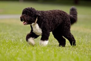 portuguese-water-dog