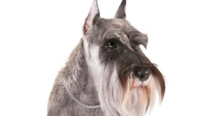 schnauzer