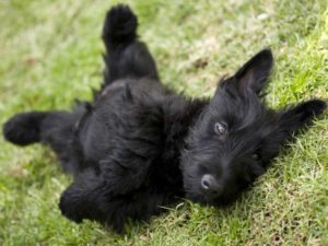 scottish-terrier