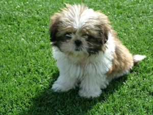 shih-tzu