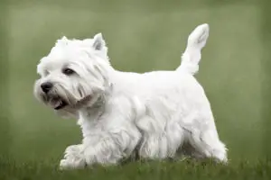 west-highlnad-terrier