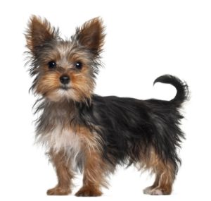 yorkshire-terrier