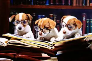 puppies reading books