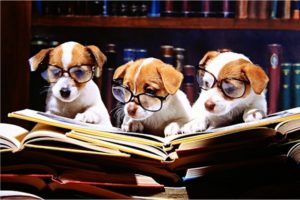 puppies reading books