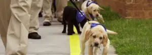 dogs-guides-for-blind-people-21-600x220