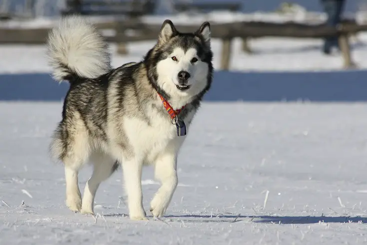 an alaskan malamute dog