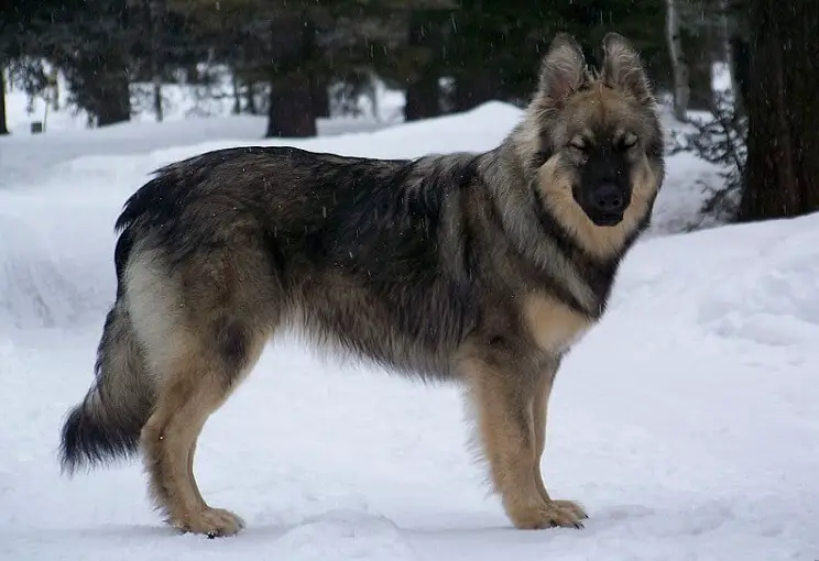 an american alsatian dog