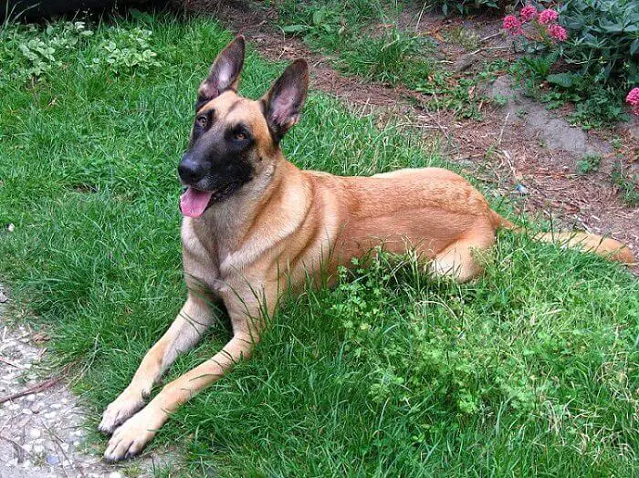 a belgian shepherd dog