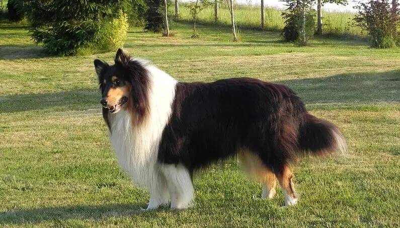 a large fluffy collie dog
