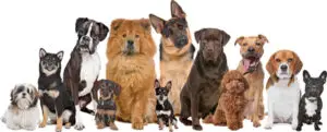 file_2153_column_popular-dog-names