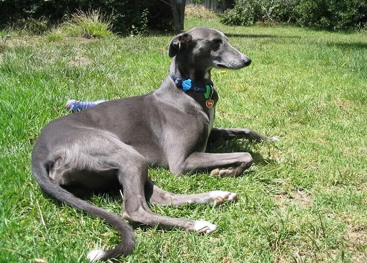a large greyhound dog