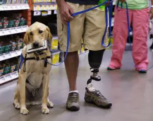 Brian Boone, 39, who lost his lower left leg while serving as a soldier in Afghanistan in 2011, holds the leash to Brindle, his two-year-old Labrador-golden retriever mix at Home Depot in Irving, Texas on Sept. 3, 2014. He was part of a group taking part in a field trip to learn how to work their dogs in public. Brindle holds a woman's wallet in his mouth until Brian takes it from him. The nine-day training session took place at Baylor Health Center at Irving- Coppell, in Irving, Texas. (David Woo/The Dallas Morning News/MCT)