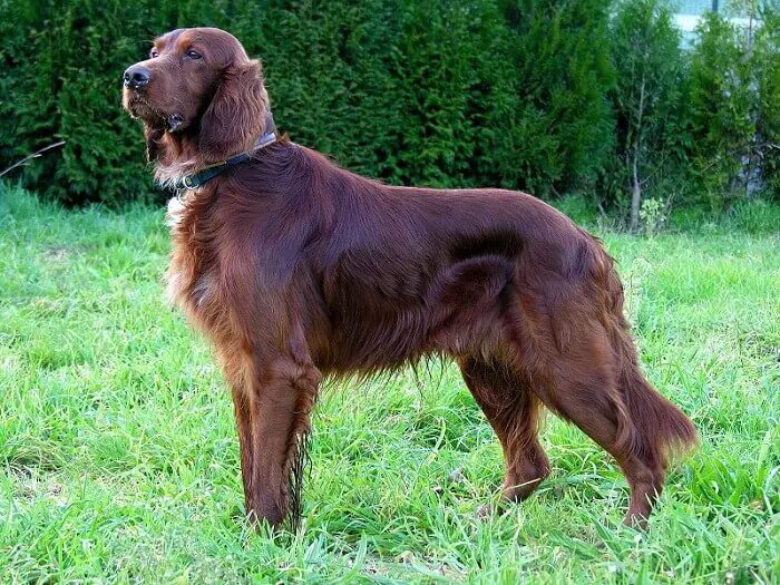 an irish setter dog