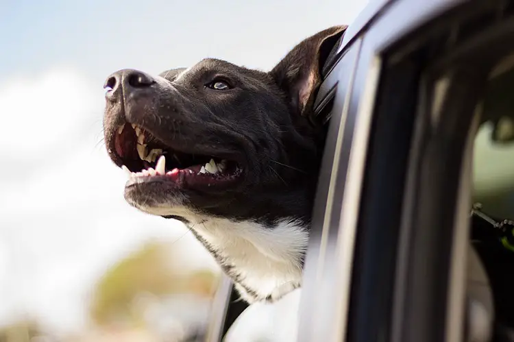 a large beautiful dog on a car window