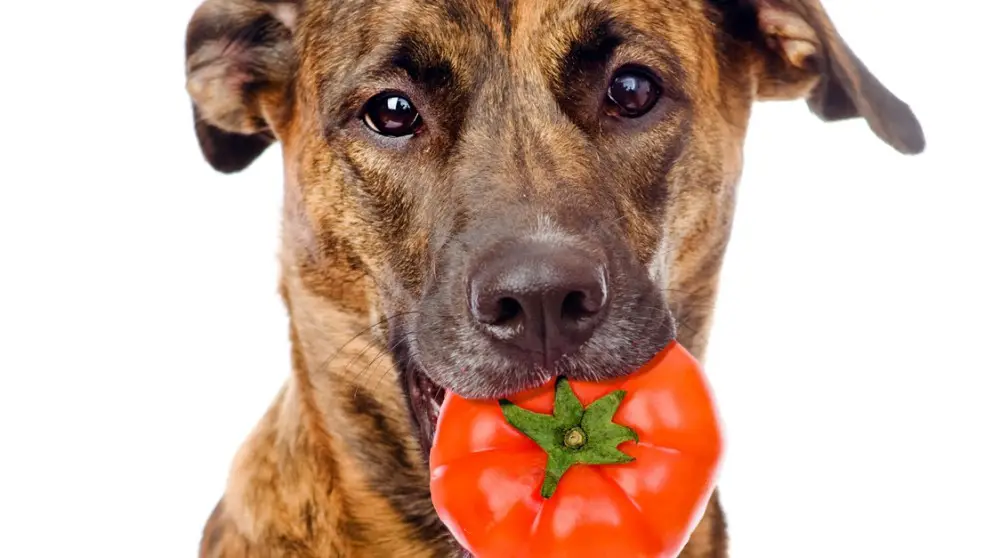 Dog_dog-with-tomato-shutterstock_263290853-992x558