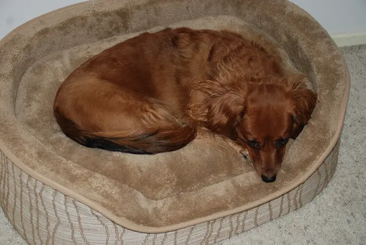 a medium-sized dog sleeping