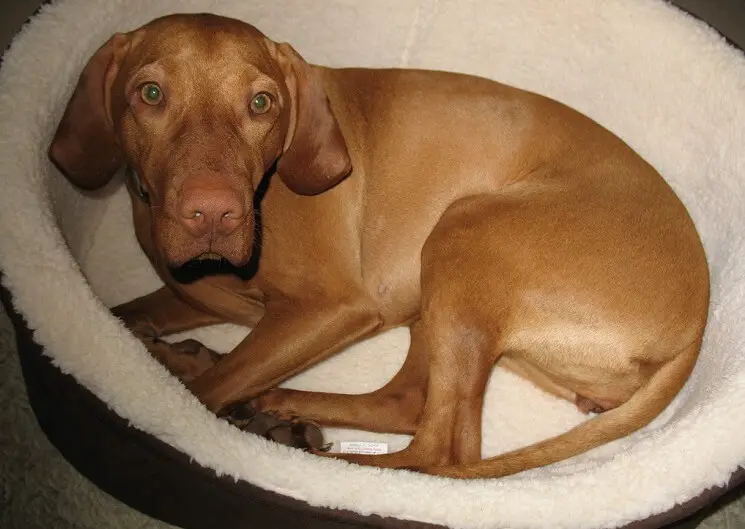 beautiful dog with big eyes